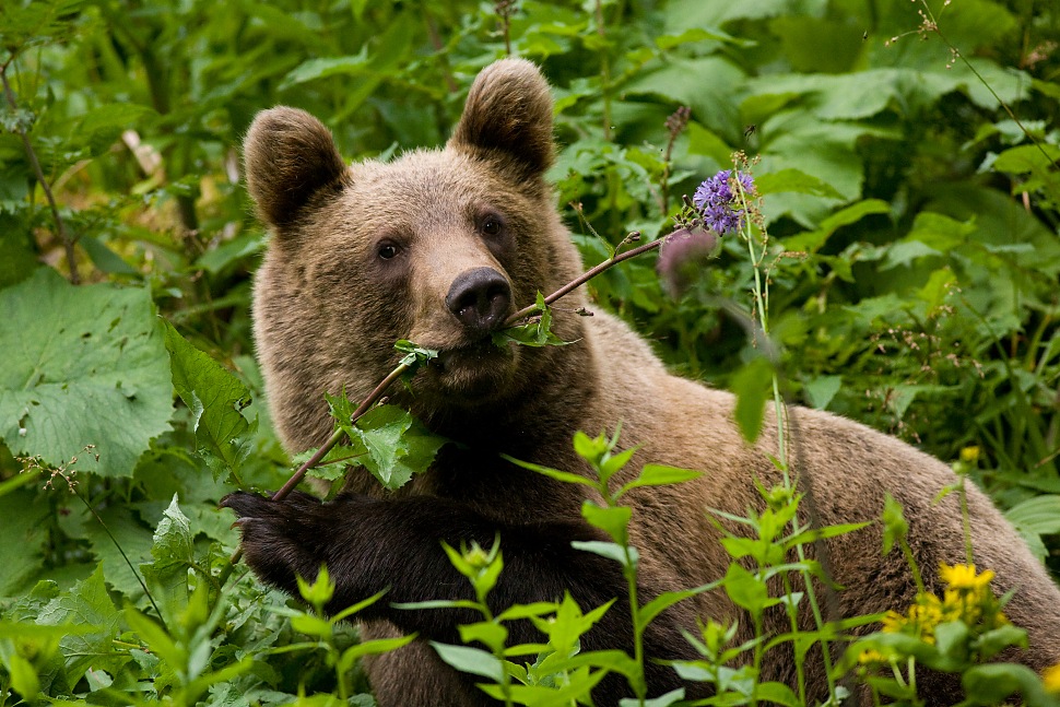 medved hnedy ursus arctos