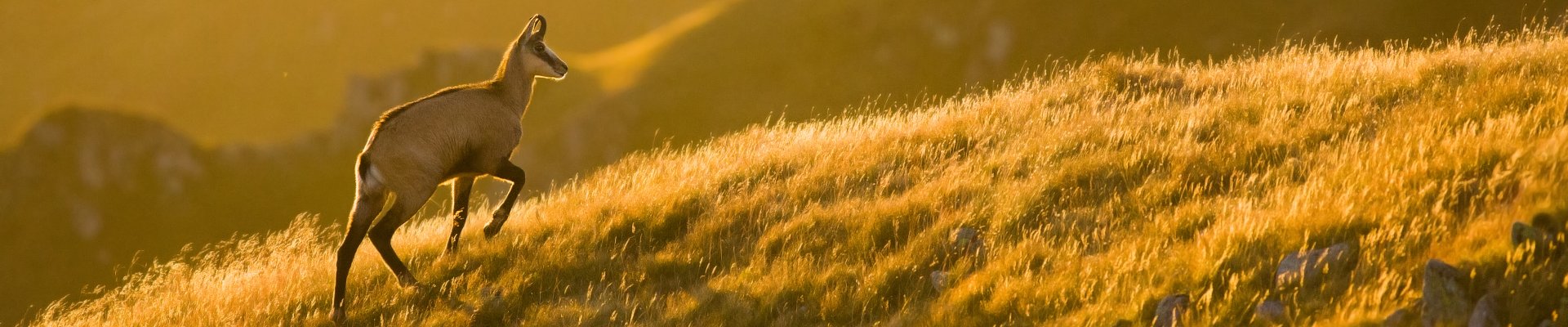 Kamz&iacute;k vrchovsk&yacute; tatransk&yacute; (Rupicapra rupicapra tatrica)