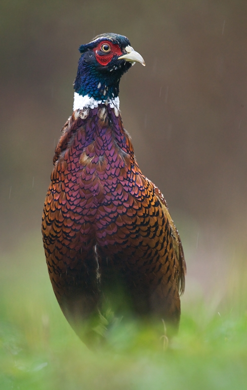 Bažant poľovn&yacute; (Phasianus colchicus)