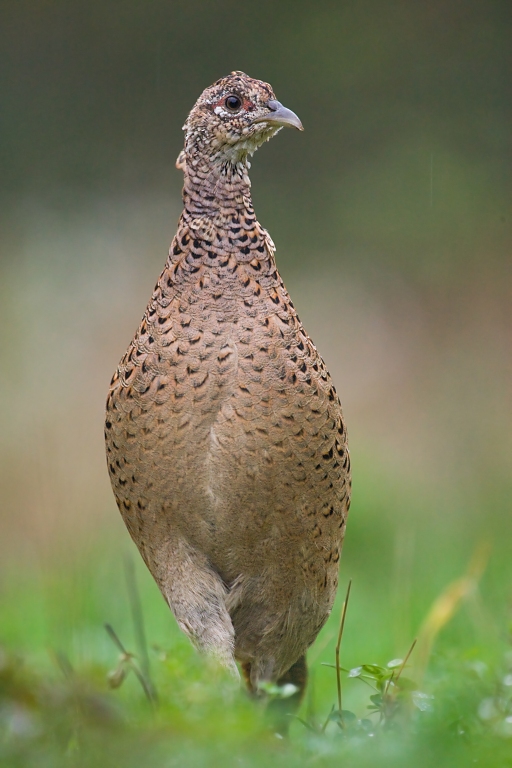 Bažant poľovn&yacute; (Phasianus colchicus)