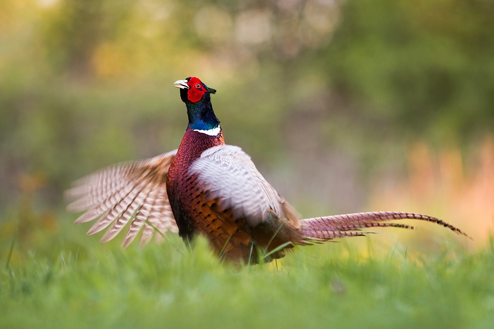 Bažant poľovn&yacute; (Phasianus colchicus)