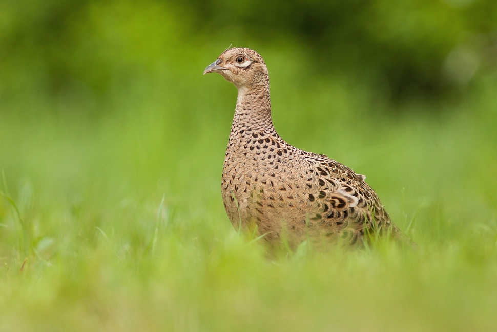 Bažant poľovn&yacute; (Phasianus colchicus)