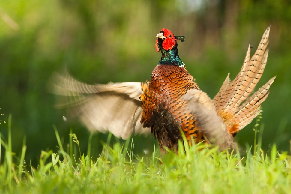 Bažant poľovn&yacute; (Phasianus colchicus)