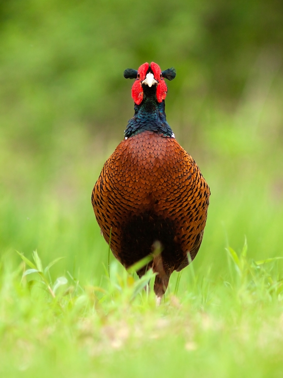 Bažant poľovn&yacute; (Phasianus colchicus)