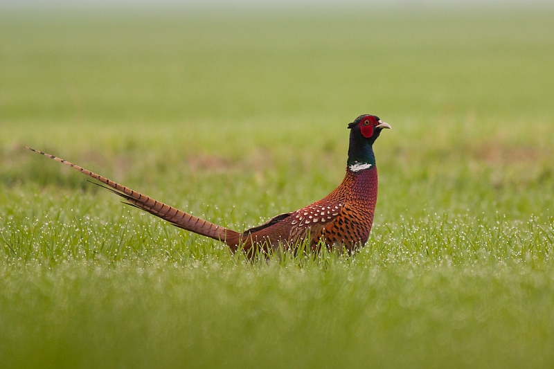 Bažant poľovn&yacute; (Phasianus colchicus)