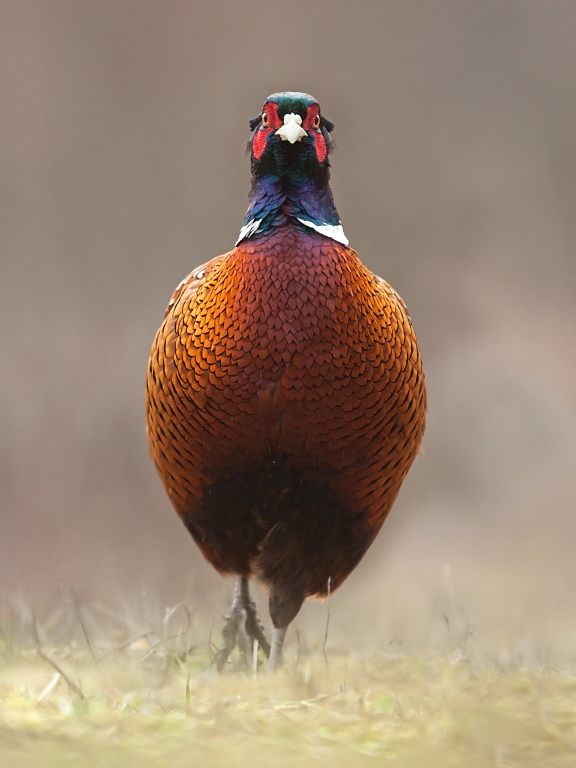 Bažant poľovn&yacute; (Phasianus colchicus)