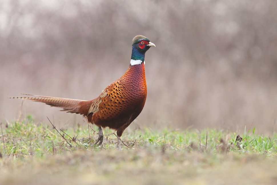 Bažant poľovn&yacute; (Phasianus colchicus)