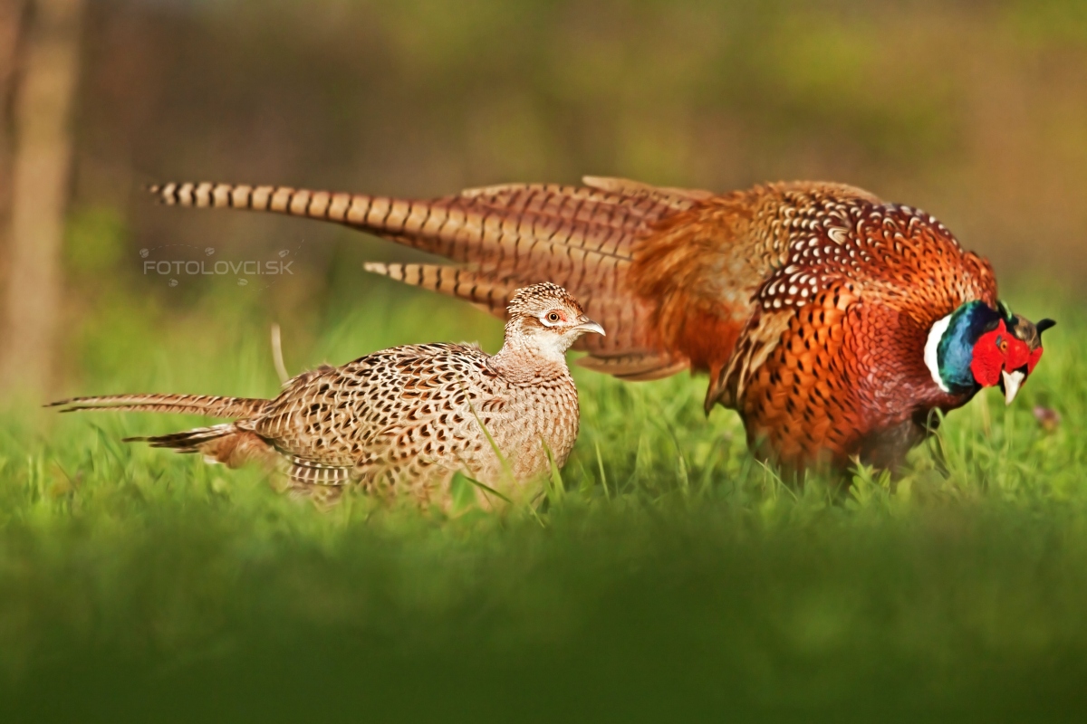 Bažant poľovn&yacute; (Phasianus colchicus)
