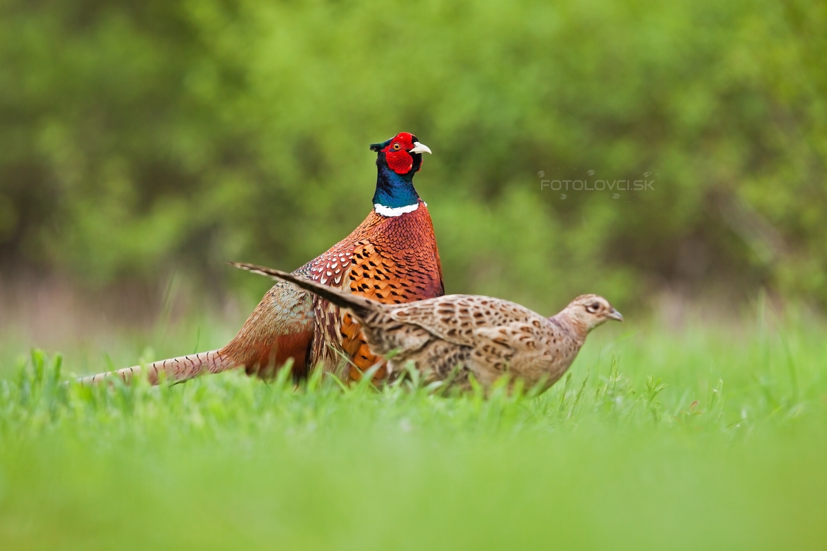Bažant poľovn&yacute; (Phasianus colchicus)