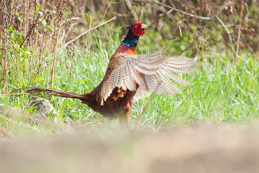 Bažant poľovn&yacute; (Phasianus colchicus)