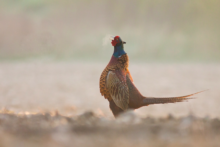 Bažant poľovn&yacute; (Phasianus colchicus)