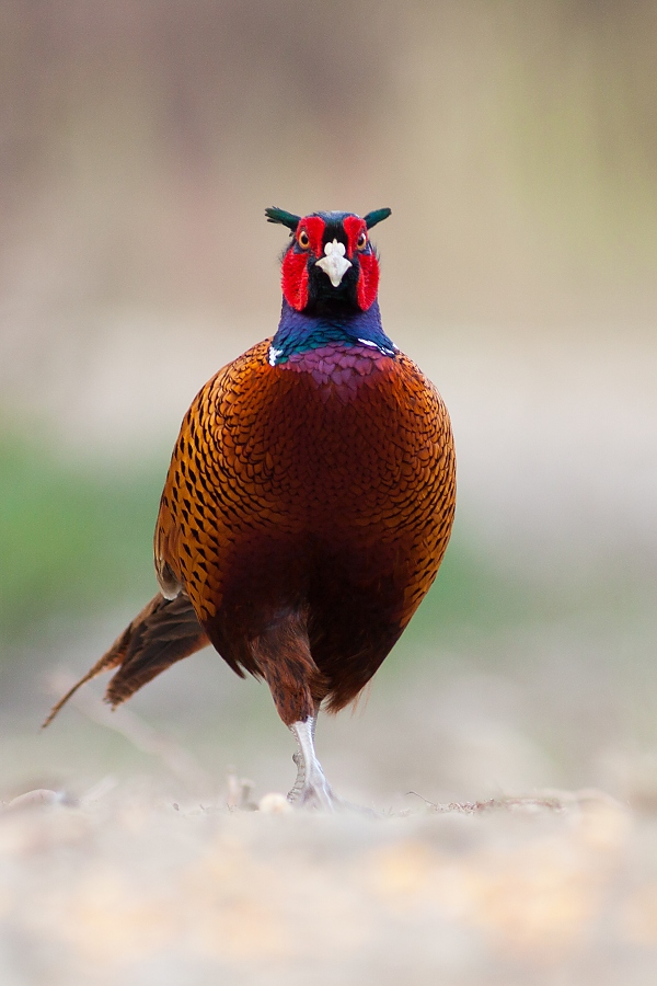 Bažant poľovn&yacute; (Phasianus colchicus)