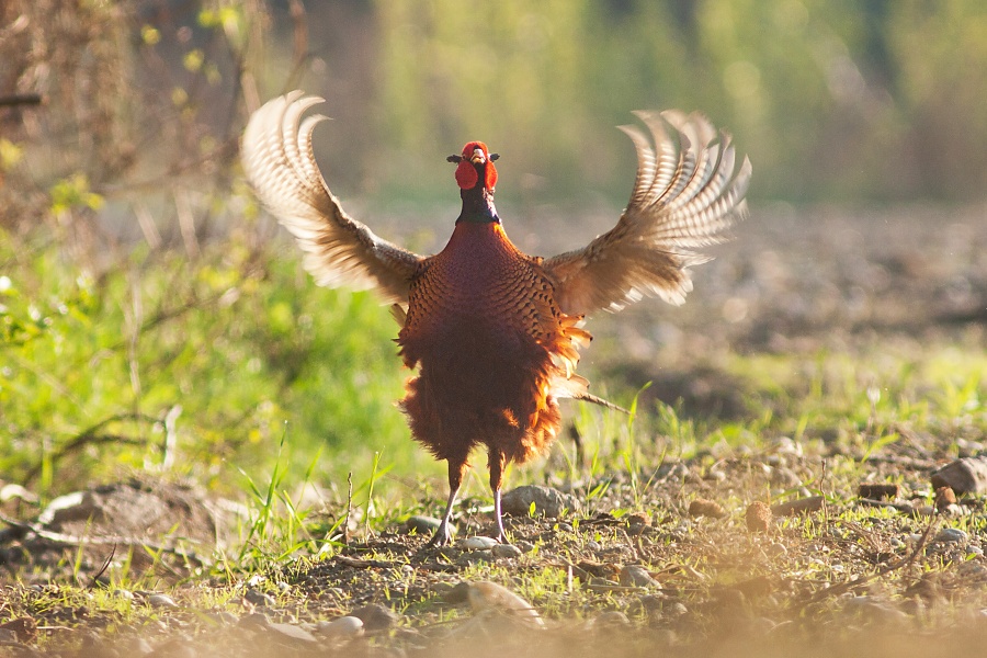Bažant poľovn&yacute; (Phasianus colchicus)