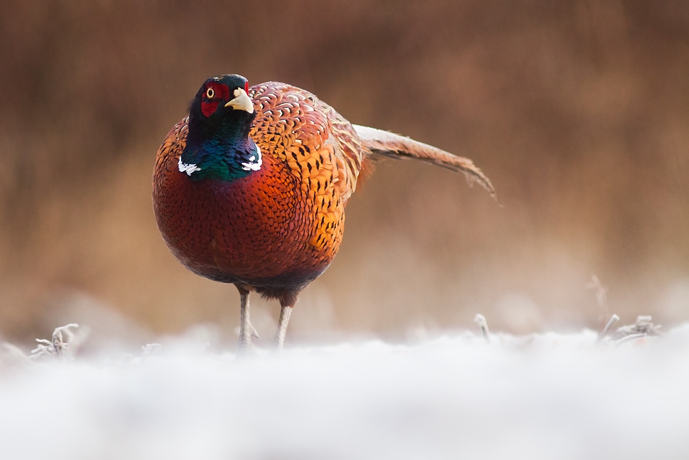 Bažant poľovn&yacute; (Phasianus colchicus)