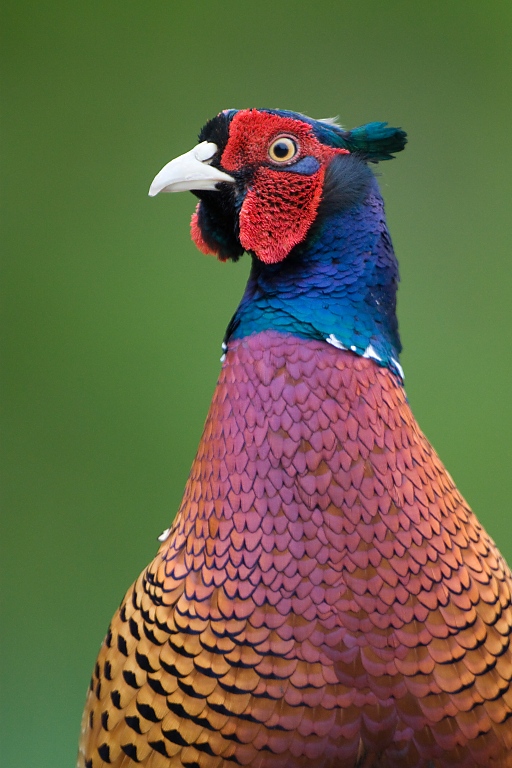 Bažant poľovn&yacute; (Phasianus colchicus)