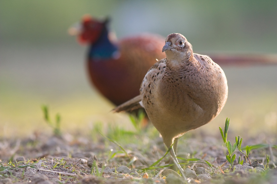 Bažant poľovn&yacute; (Phasianus colchicus)