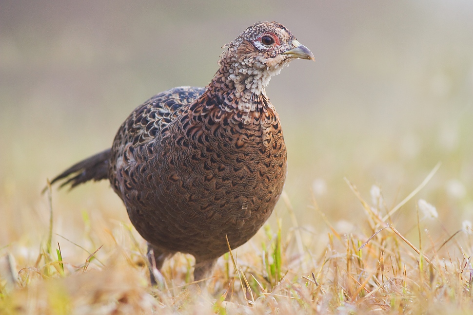 Bažant poľovn&yacute; (Phasianus colchicus)