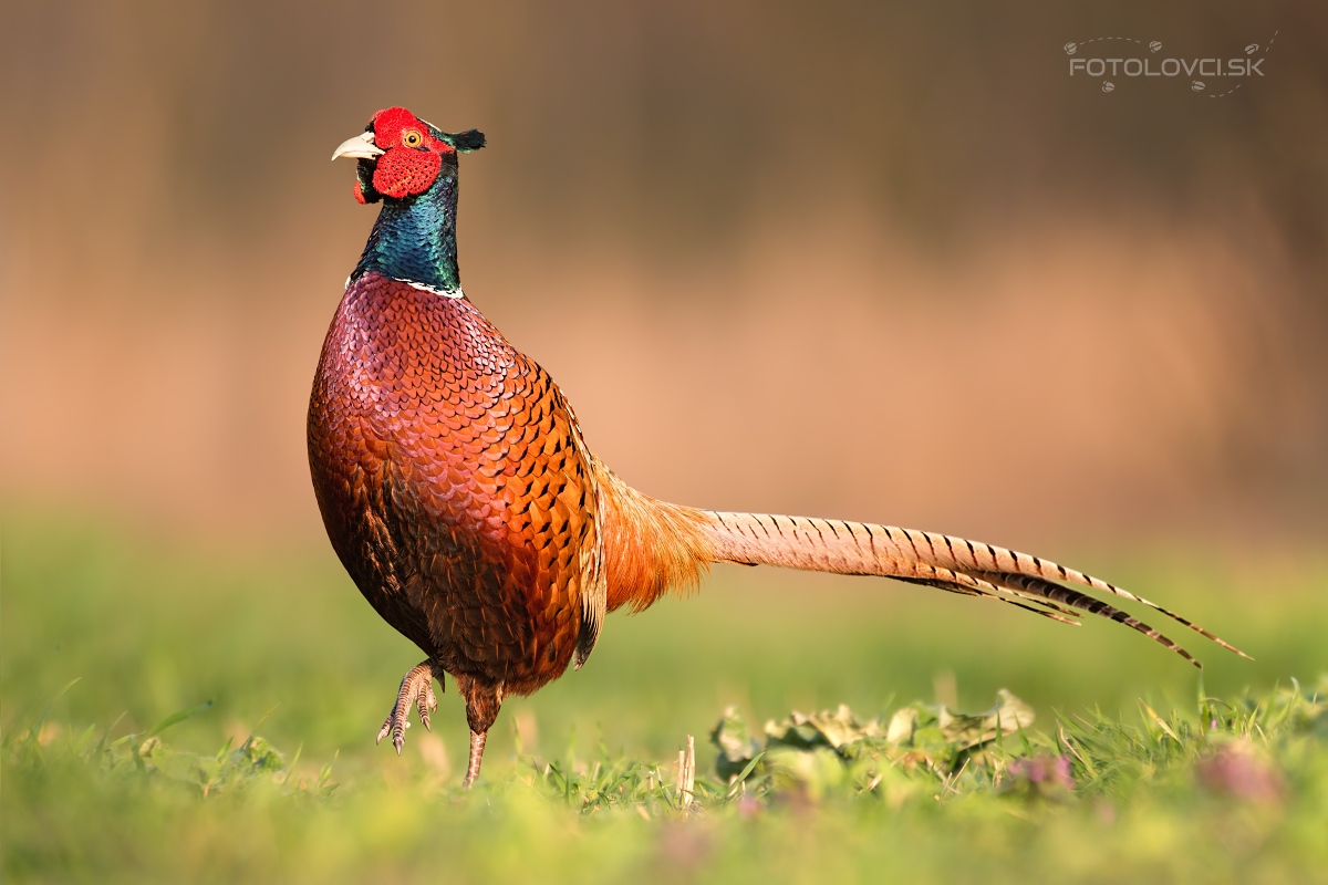 Bažant poľovn&yacute; (Phasianus colchicus)