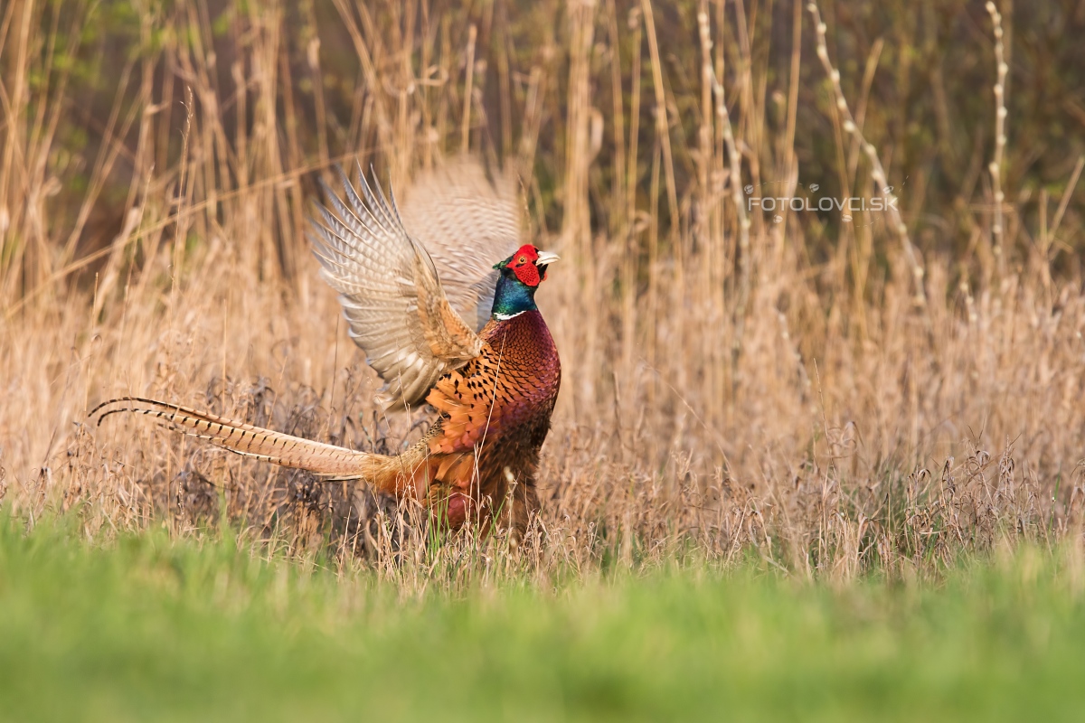 Bažant poľovn&yacute; (Phasianus colchicus)