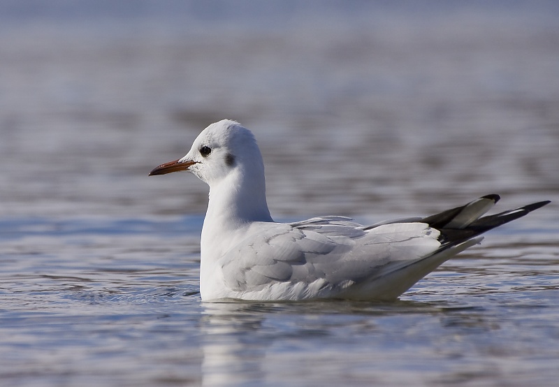 Čajka smejiv&aacute; (Chroicocephalus ridibundus)