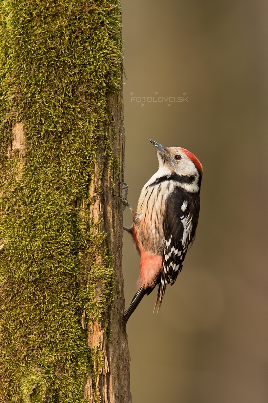 Ďatel prostredn&yacute; (Dendrocopos medius)