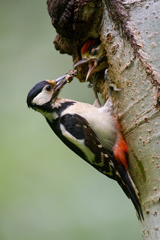 Ďateľ veľk&yacute; (Dendrocopos major)