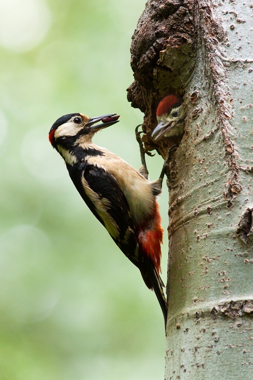 Ďateľ veľk&yacute; (Dendrocopos major)