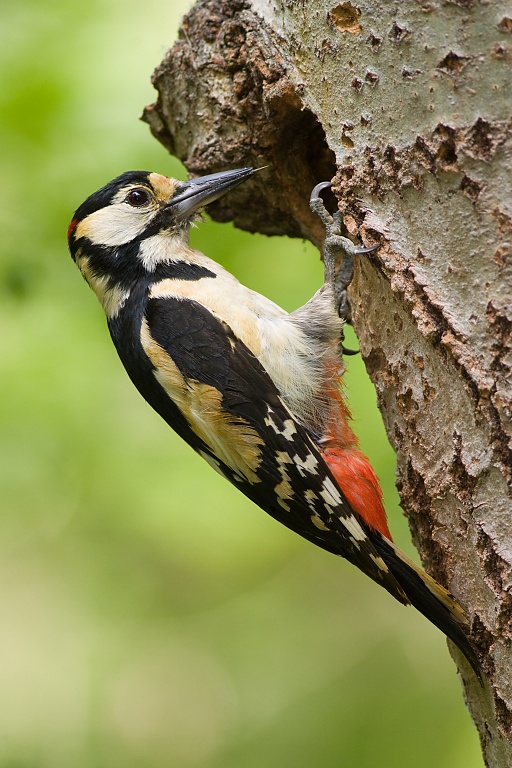 Ďateľ veľk&yacute; (Dendrocopos major)