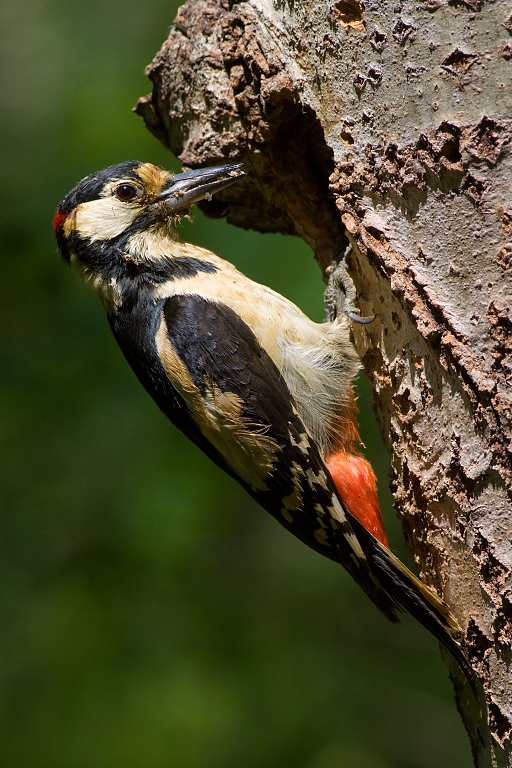 Ďateľ veľk&yacute; (Dendrocopos major)
