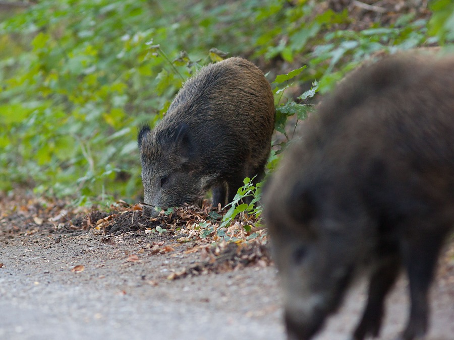 Diviak lesn&yacute; (Sus scrofa)