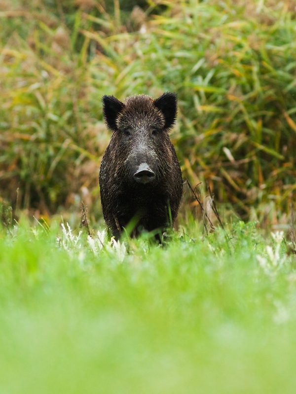 Diviak lesn&yacute; (Sus scrofa)