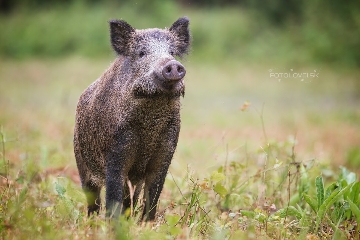 Diviak lesn&yacute; (Sus scrofa)