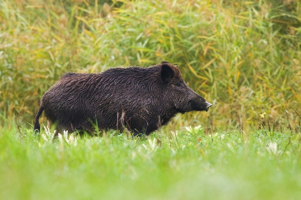 Diviak lesn&yacute; (Sus scrofa)