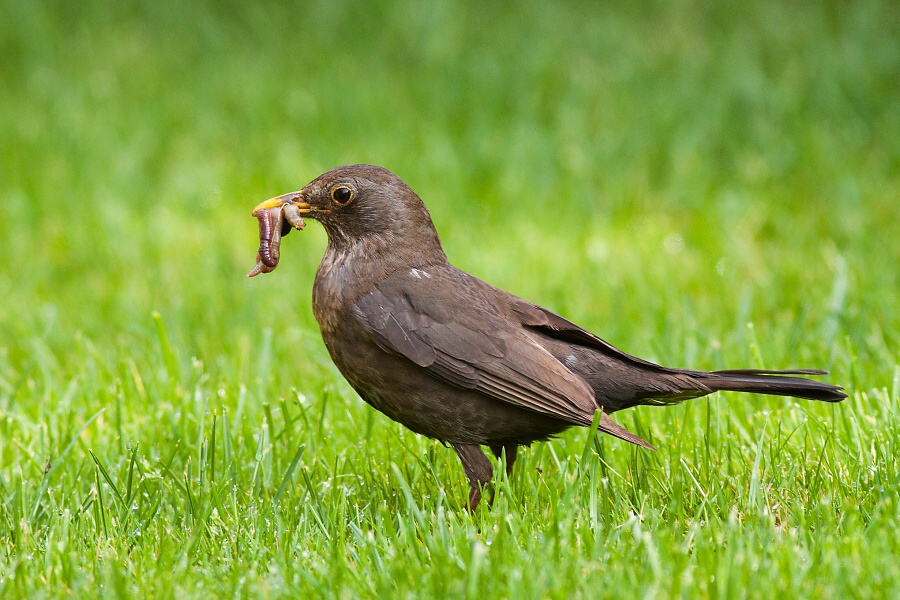 Drozd čierny (Turdus merula)