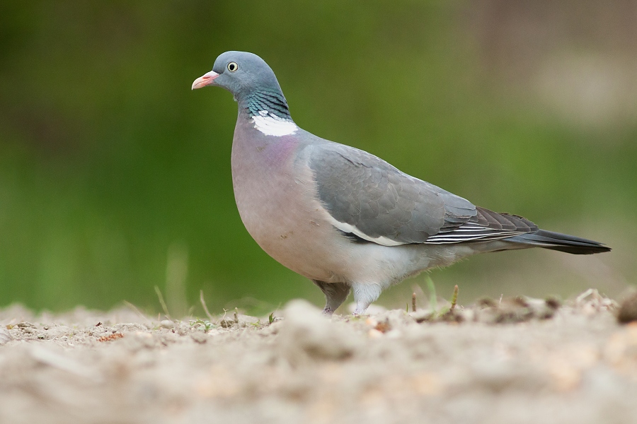 Holub hrivn&aacute;k (Columba palumbus)
