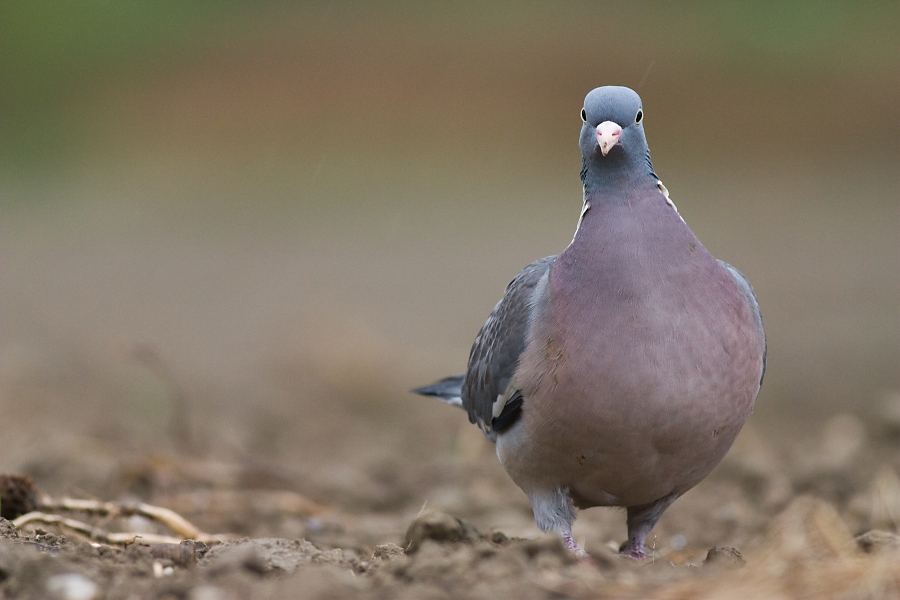Holub hrivn&aacute;k (Columba palumbus)