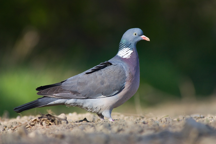 Holub hrivn&aacute;k (Columba palumbus)