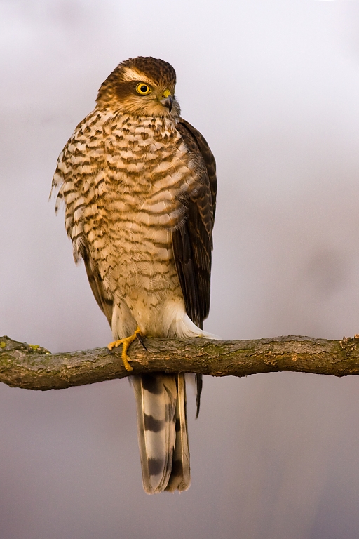 Jastrab krahulec (Accipiter nisus)