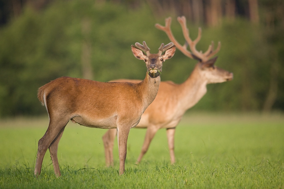 Jeleň lesn&yacute; (Cervus elaphus)