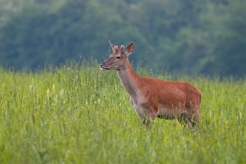 Jeleň lesn&yacute; (Cervus elaphus)