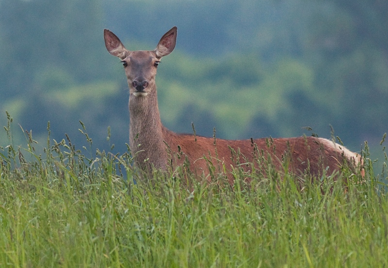 Jeleň lesn&yacute; (Cervus elaphus)