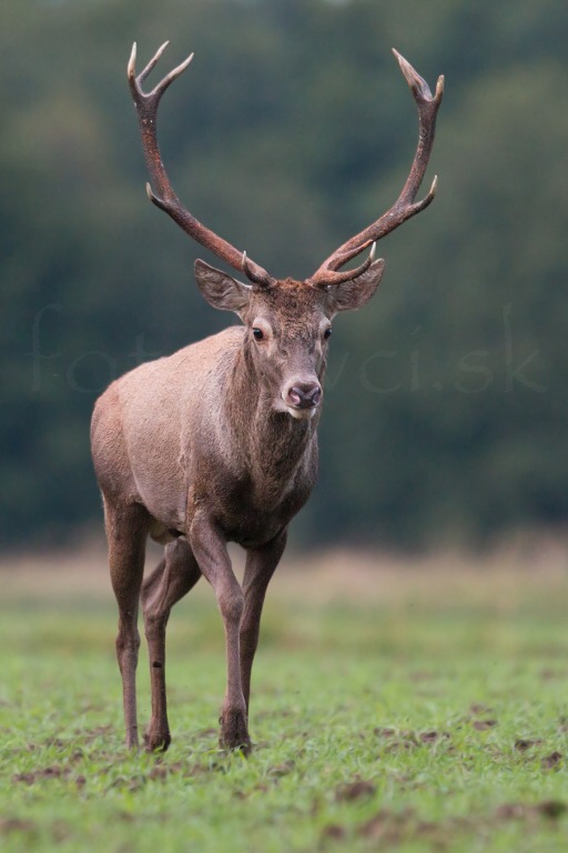 Jeleň lesn&yacute; (Cervus elaphus)
