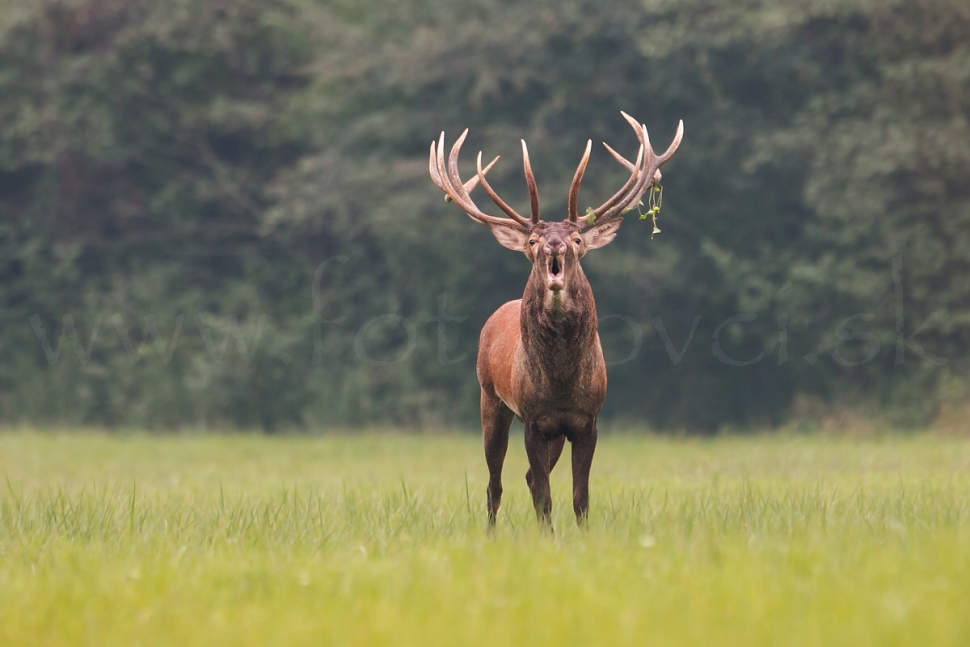 Jeleň lesn&yacute; (Cervus elaphus)