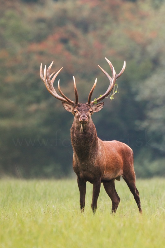 Jeleň lesn&yacute; (Cervus elaphus)