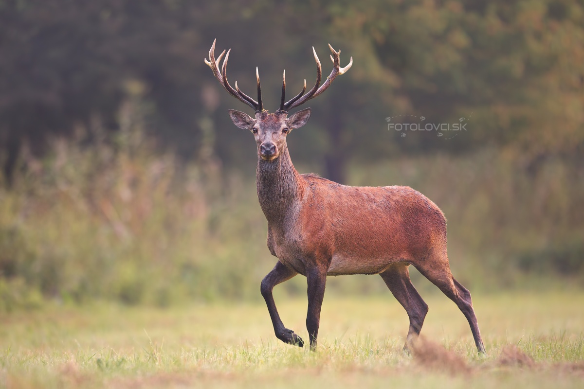 Jeleň lesn&yacute; (Cervus elaphus)