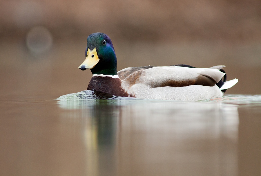 Kačica div&aacute; (Anas platyrhynchos)