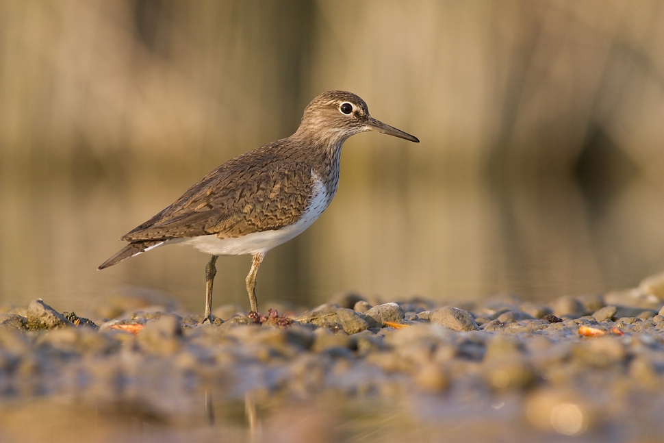 Kalužiak mal&yacute; (Actitis hypoleucos L.)