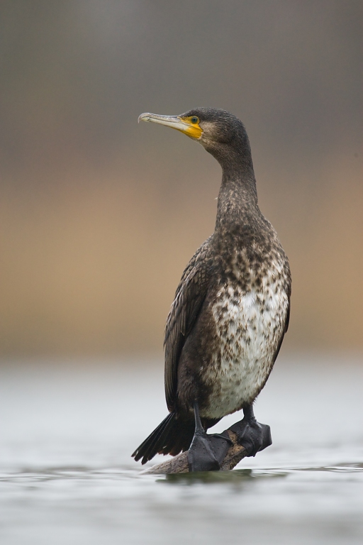 Kormor&aacute;n veľk&yacute; (Phalacrocorax carbo)
