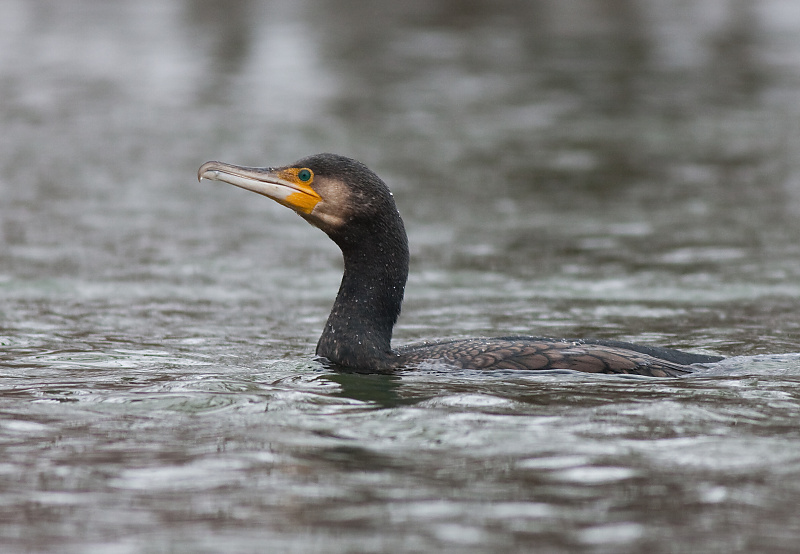 Kormor&aacute;n veľk&yacute; (Phalacrocorax carbo)