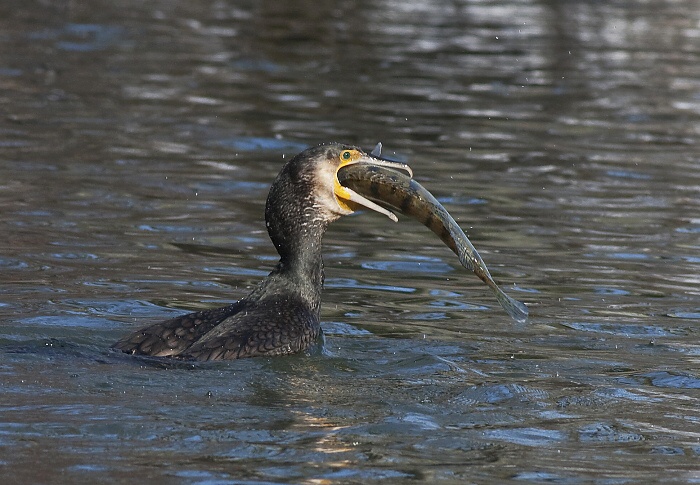 Kormor&aacute;n veľk&yacute; (Phalacrocorax carbo)